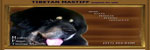 Dog Grooming web site 65