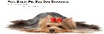 Dog Grooming web site 34